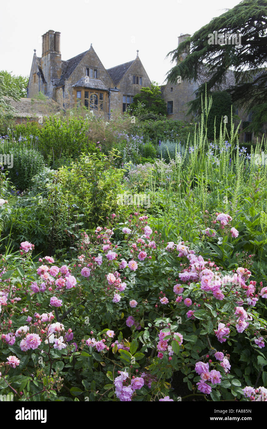 Blick auf das Haus von der alten Garten von Hidcote, Gloucestershire, im Juni. Rosa 'Cornelia' im Vordergrund. Stockfoto