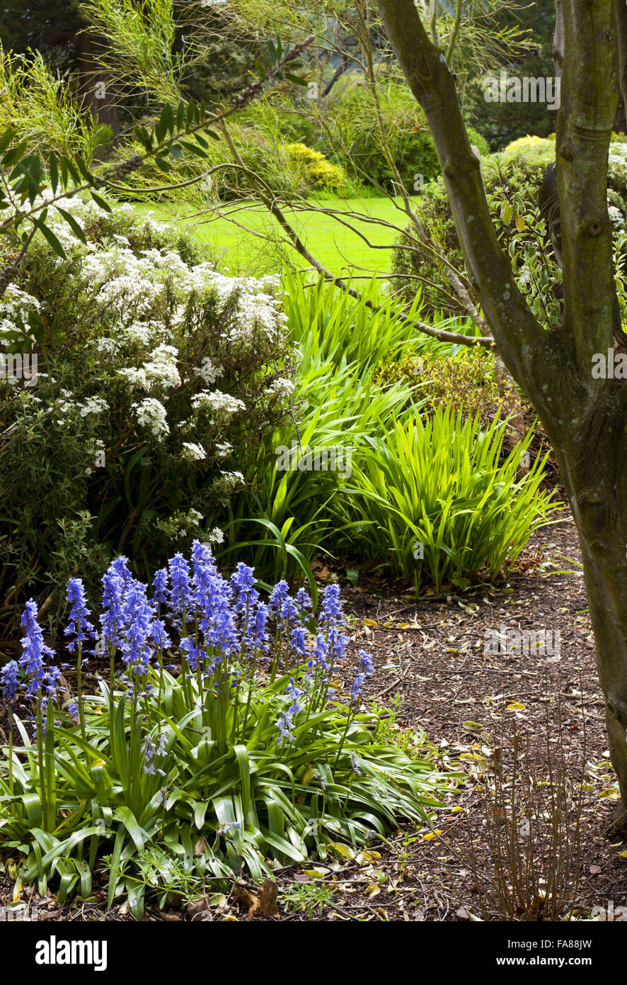 Glockenblumen und Frühling Blumen im Garten halten im Mai am Dunster Castle, Somerset. Stockfoto