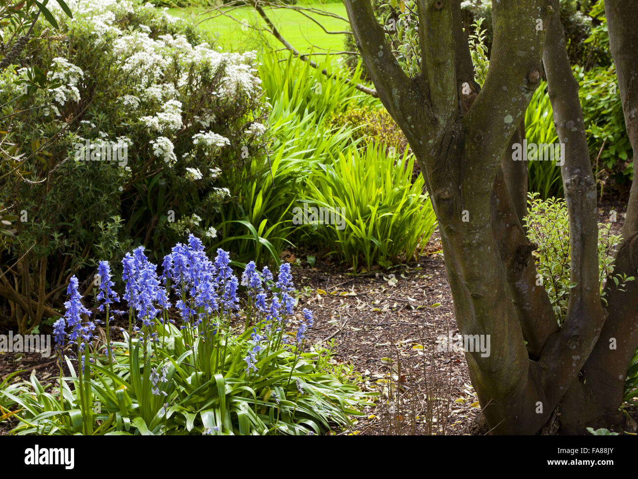 Glockenblumen und Frühling Blumen im Garten halten im Mai am Dunster Castle, Somerset. Stockfoto