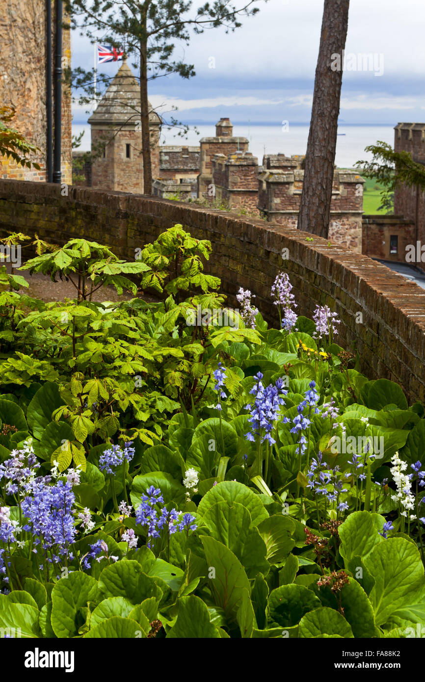 Glockenblumen und Frühling Blumen im Garten halten im Mai am Dunster Castle, Somerset. Stockfoto