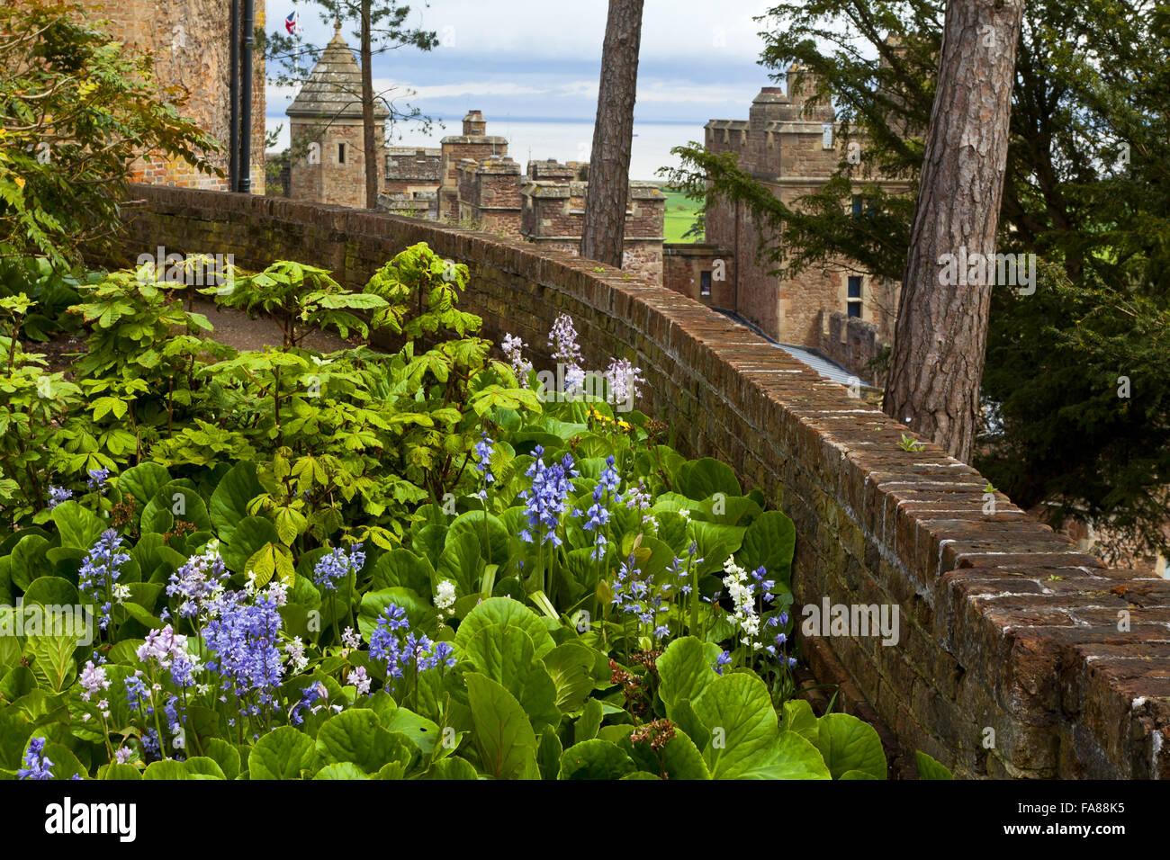 Glockenblumen und Frühling Blumen im Garten halten im Mai am Dunster Castle, Somerset. Stockfoto