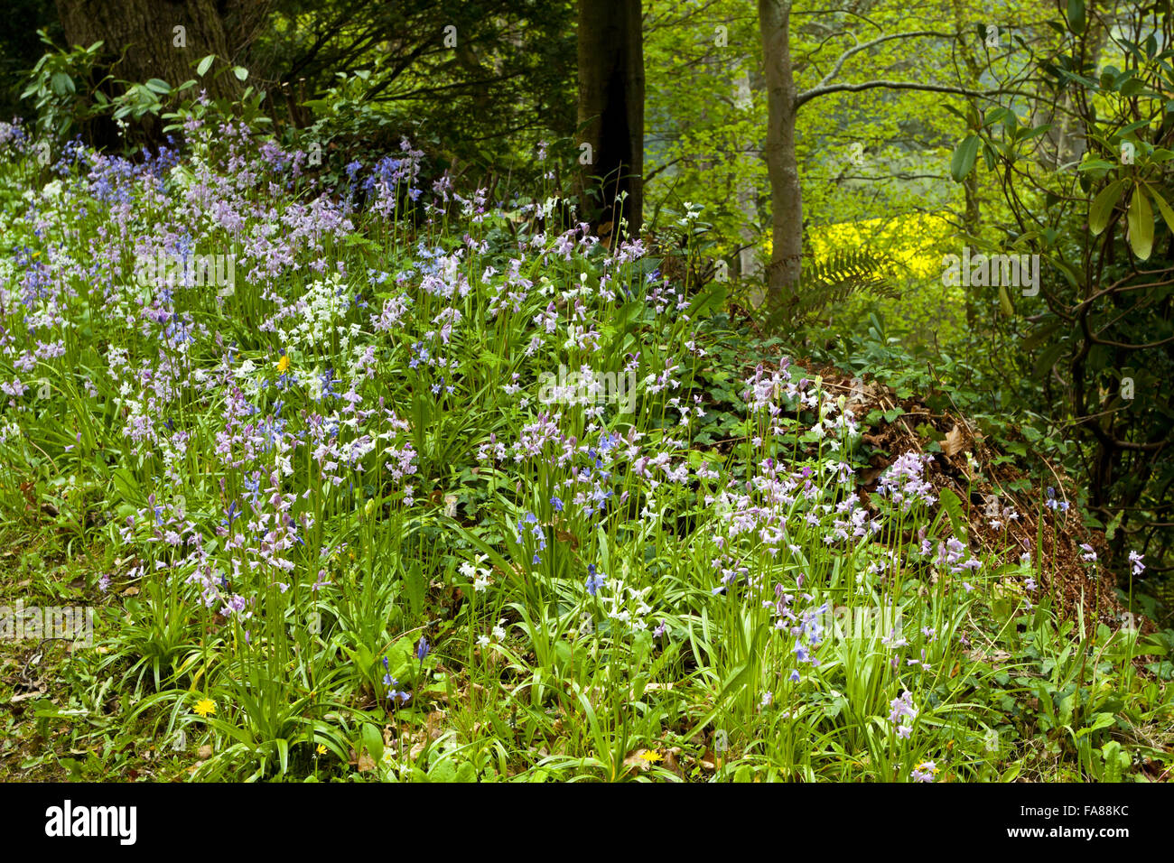 Glockenblumen und Frühling Blumen im Wald im Mai im Dunster Castle, Somerset. Stockfoto