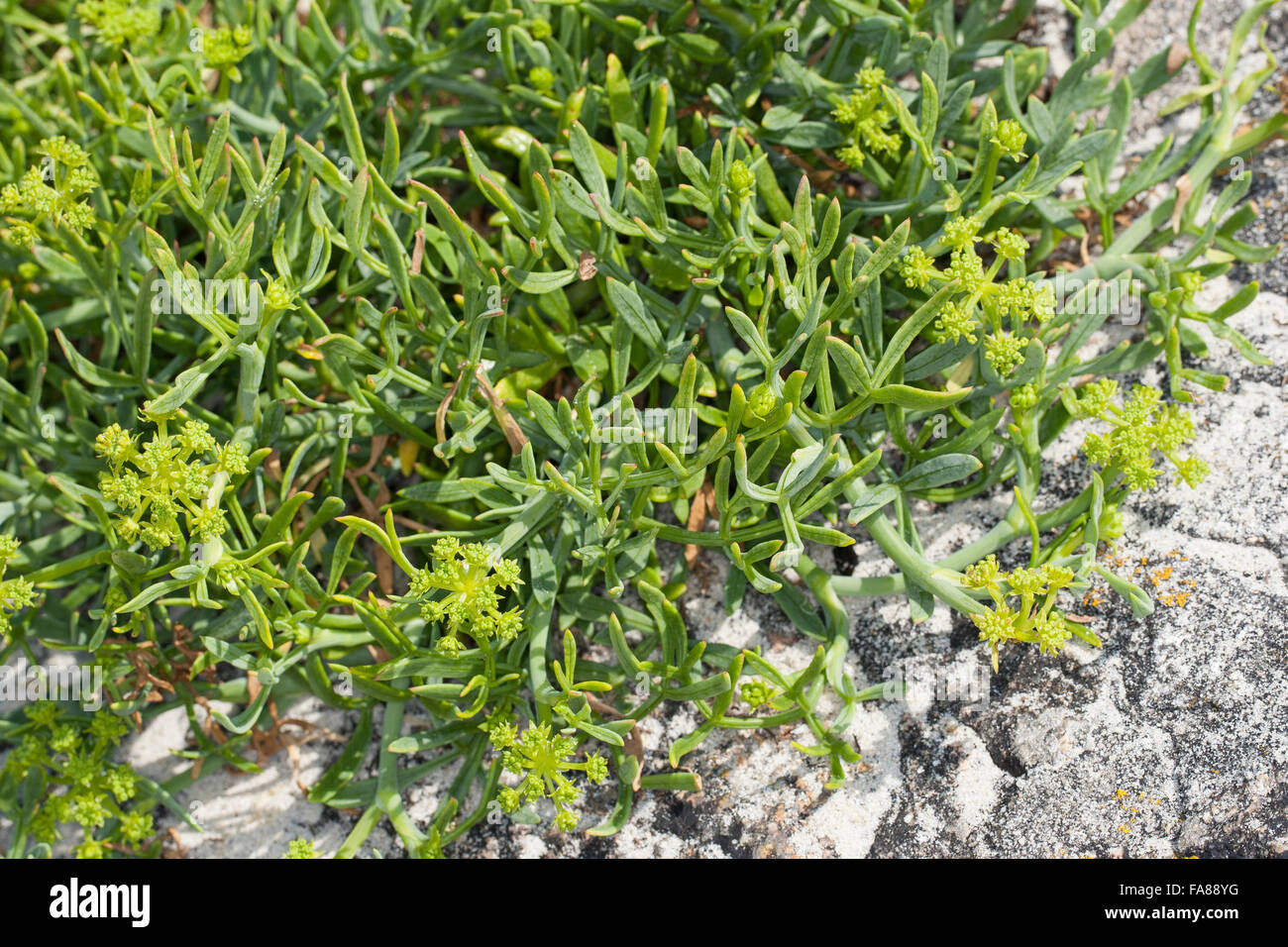 Meerfenchel, Meeresfenchel, Meer-Fenchel, Seafennel, Bazillenkraut, Crithmum Maritimum, Meerfenchel, Seefenchel, Meer-Fenchel Stockfoto
