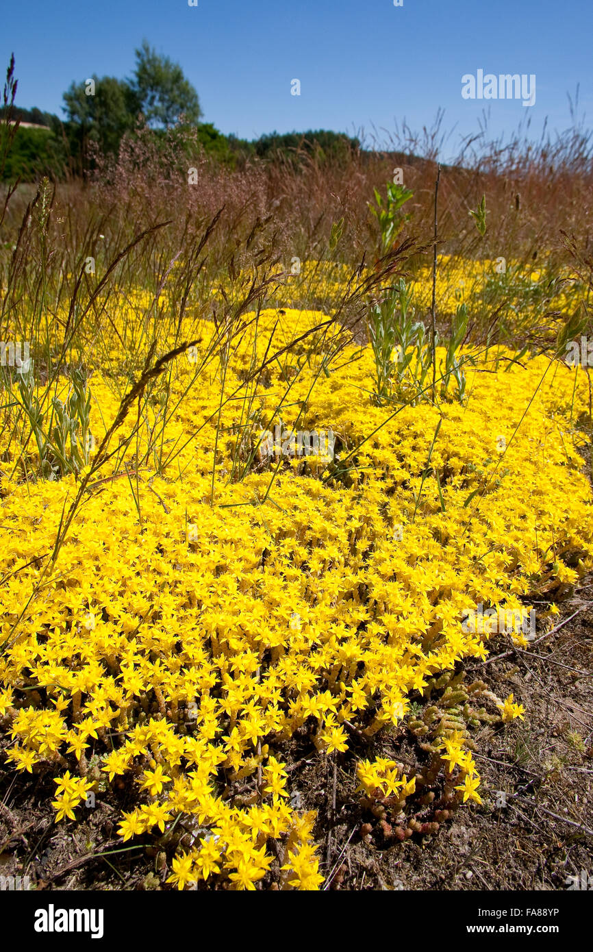 Fetthenne, Wand-Pfeffer, scharfen Mauerpfeffer, Sedum Acre, Orpin Âcre, Poivre des Mauern Stockfoto