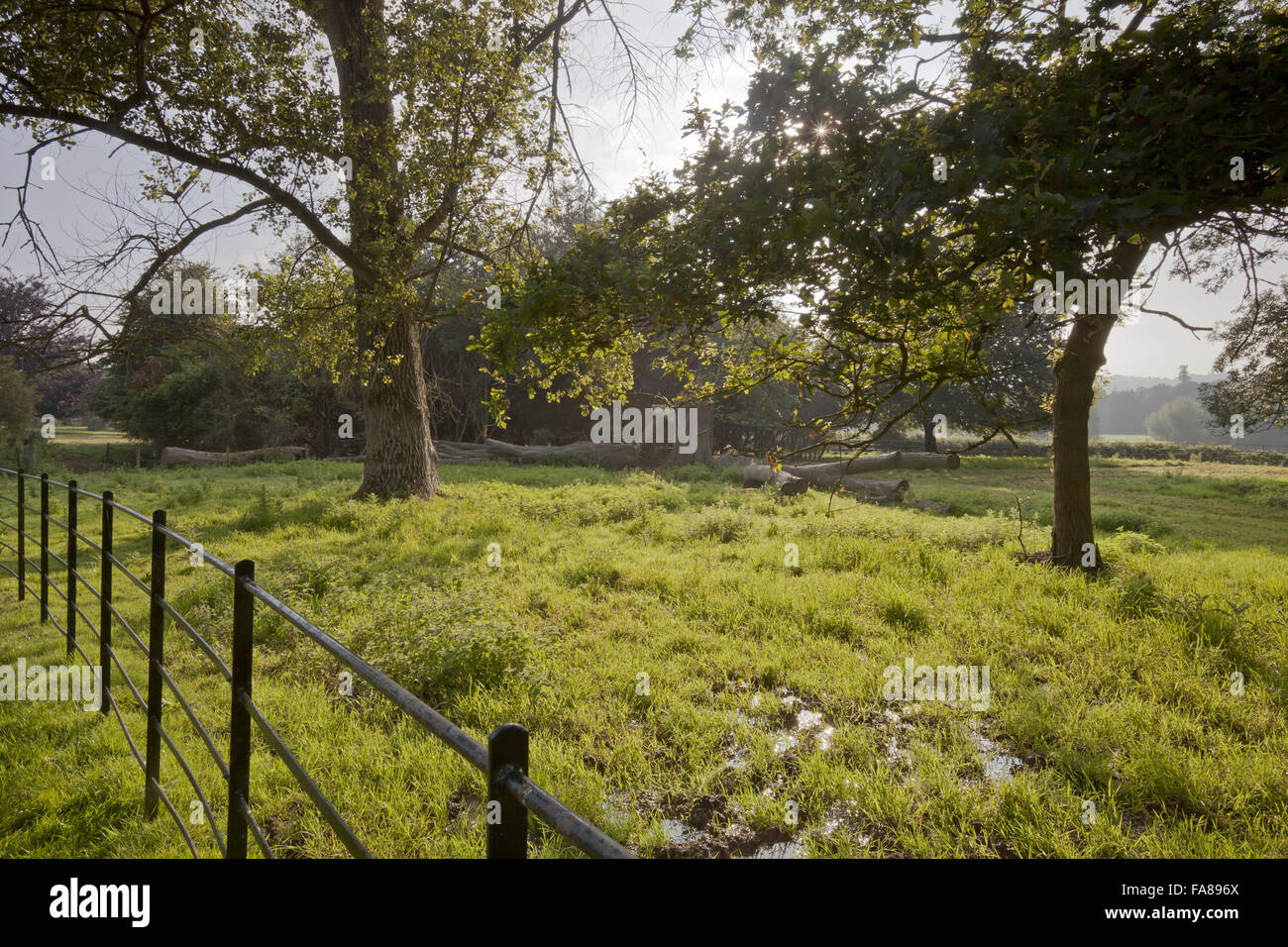 Der Park am Killerton, Devon, im August. Stockfoto