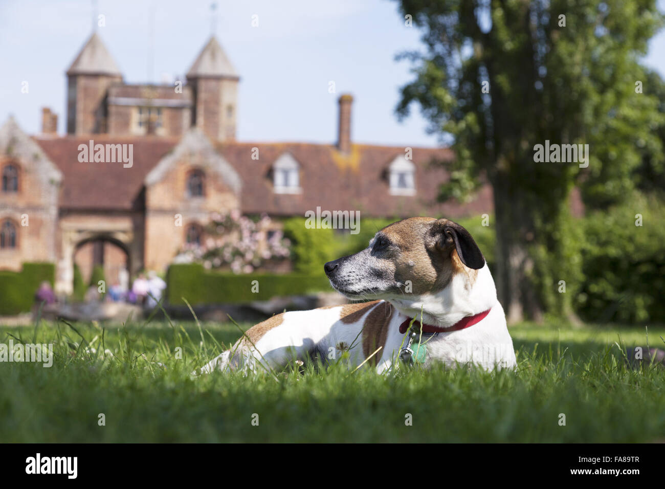 Ein Hund, genießen Sie die Gärten von Sissinghurst Castle, Kent. Sissinghurst erlangte internationale Bekanntheit in den 1930er Jahren, Vita Sackville-West und Harold Nicolson dort einen Garten erstellt. Stockfoto
