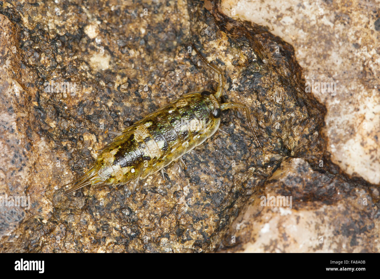 Gemeinsamen Meer Slater, Meer Roach, littoral Assel, Meeres-Klippenassel, Klippenassel, Meeresassel, Meerassel, Ligia Oceanica Stockfoto