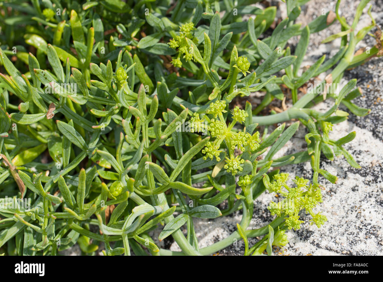 Meerfenchel, Meeresfenchel, Meer-Fenchel, Seafennel, Bazillenkraut, Crithmum Maritimum, Meerfenchel, Seefenchel, Meer-Fenchel Stockfoto