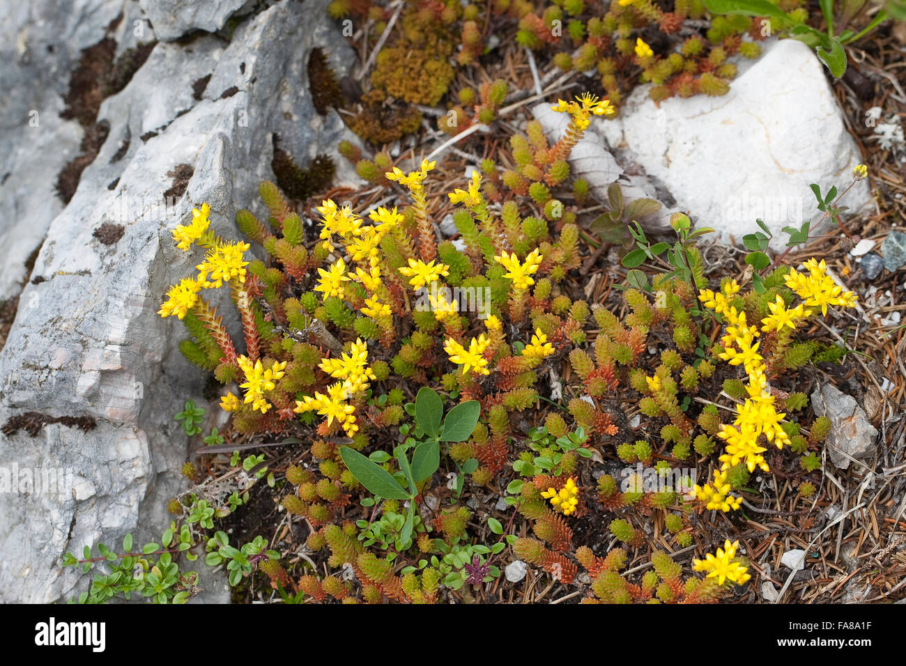 Fetthenne, Wand-Pfeffer, scharfen Mauerpfeffer, Sedum Acre, Orpin Âcre, Poivre des Mauern Stockfoto