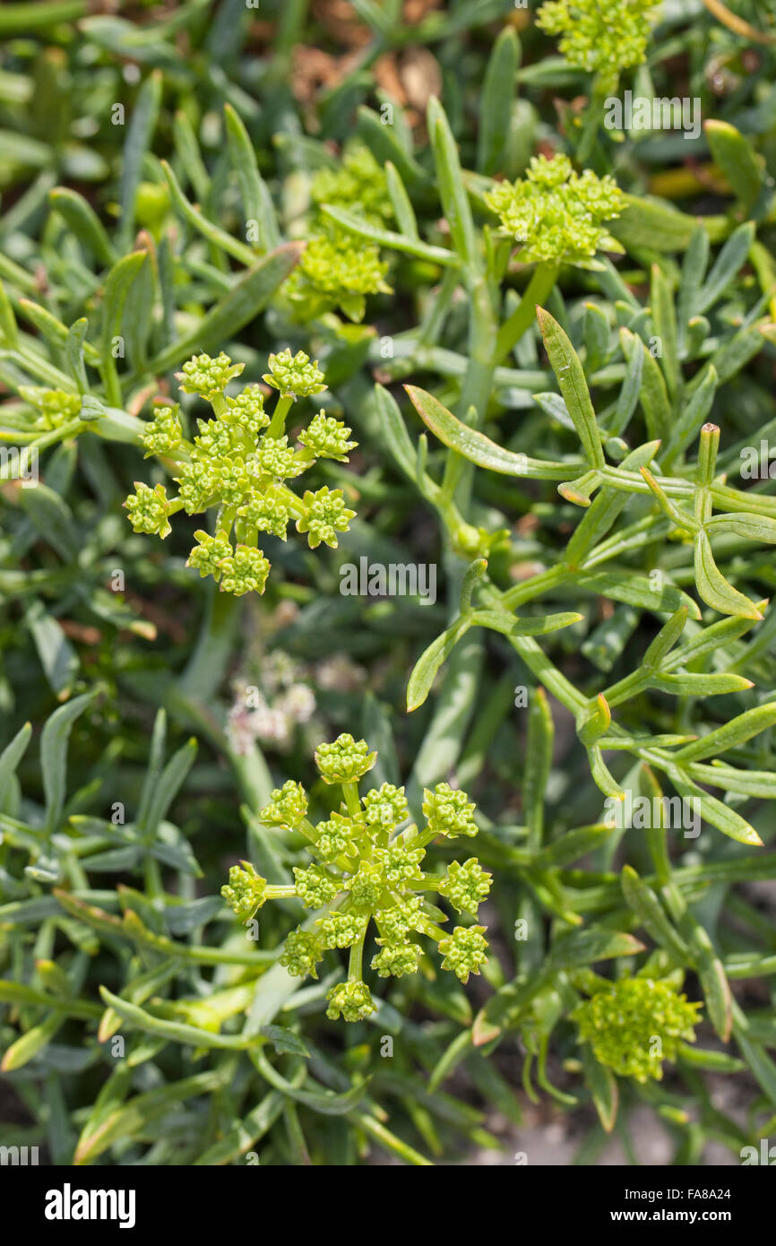 Meerfenchel, Meeresfenchel, Meer-Fenchel, Seafennel, Bazillenkraut, Crithmum Maritimum, Meerfenchel, Seefenchel, Meer-Fenchel Stockfoto