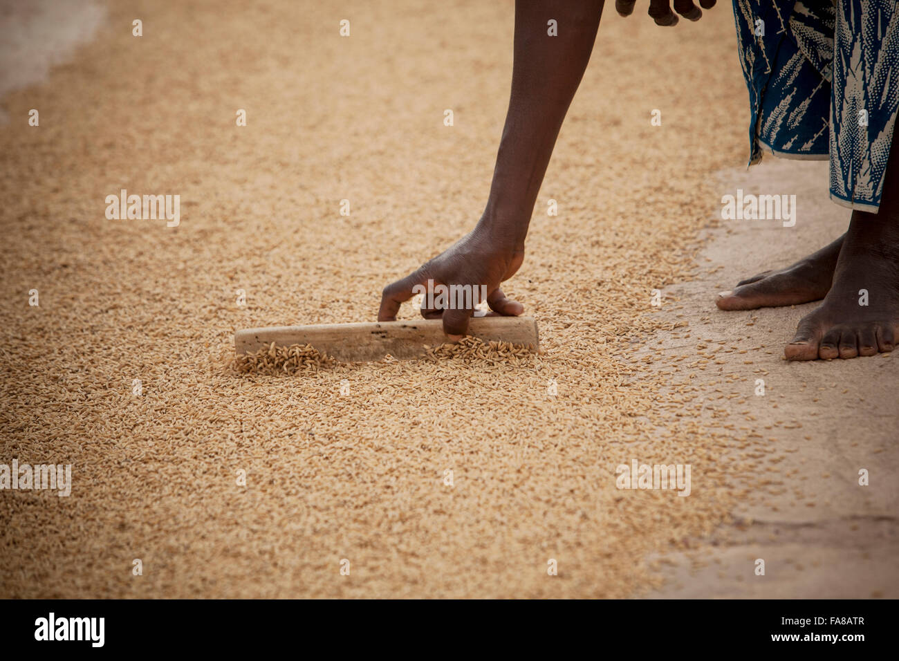 Reis wird vor dem Verkauf an eine Gruppe Verarbeitung Frauenzentrum in Sourou Provinz, Burkina Faso getrocknet. Stockfoto