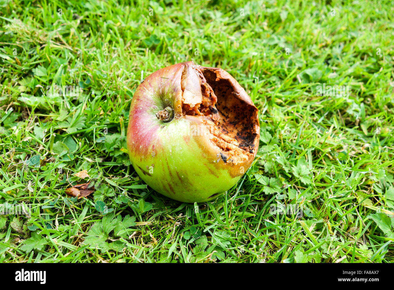 Ein Glücksfall-Apfel auf dem Boden, der durch einen Vogel oder ein Tier verzehrt und wird morsch Stockfoto