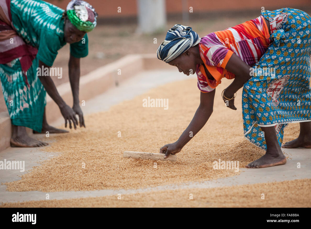 Reis wird vor dem Verkauf an eine Gruppe Verarbeitung Frauenzentrum in Sourou Provinz, Burkina Faso getrocknet. Stockfoto