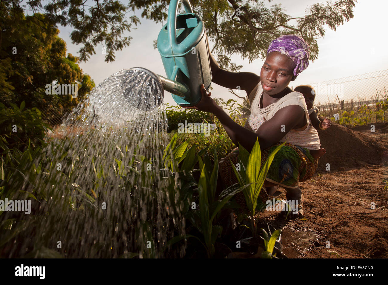 Baum und Sämling Kindergarten in Banfora Abteilung, Burkina Faso. Stockfoto