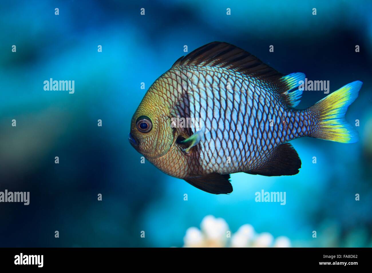 Unterwasser-Blick von Dascyllus Flavicaudus (Gelbschwanz Dascyllus) an Palmerston Atoll, Cook-Inseln Stockfoto