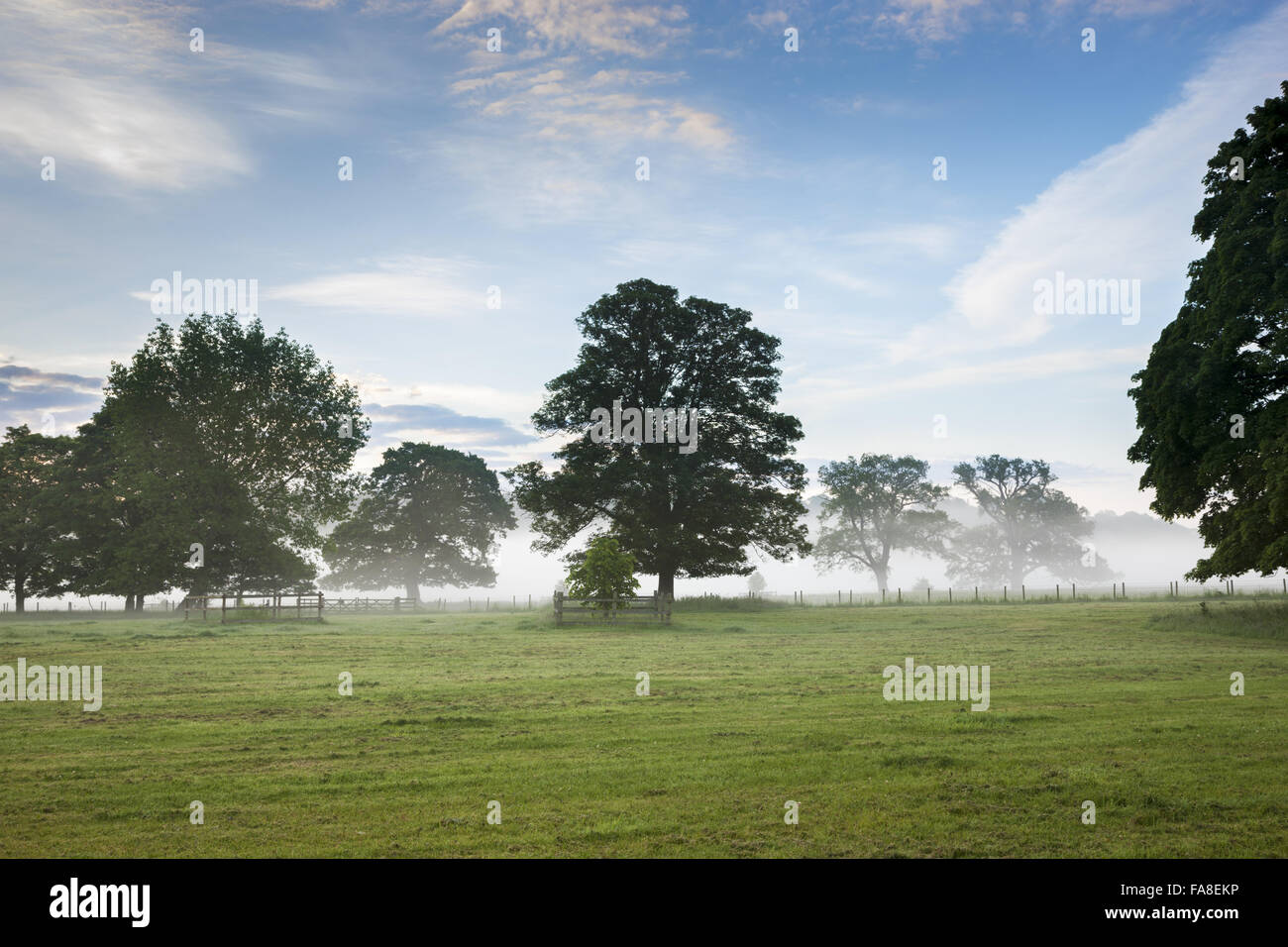 Bäume in der Parklandschaft an einem nebligen Morgen im Juni auf der Shugborough Estate, Staffordshire. Stockfoto