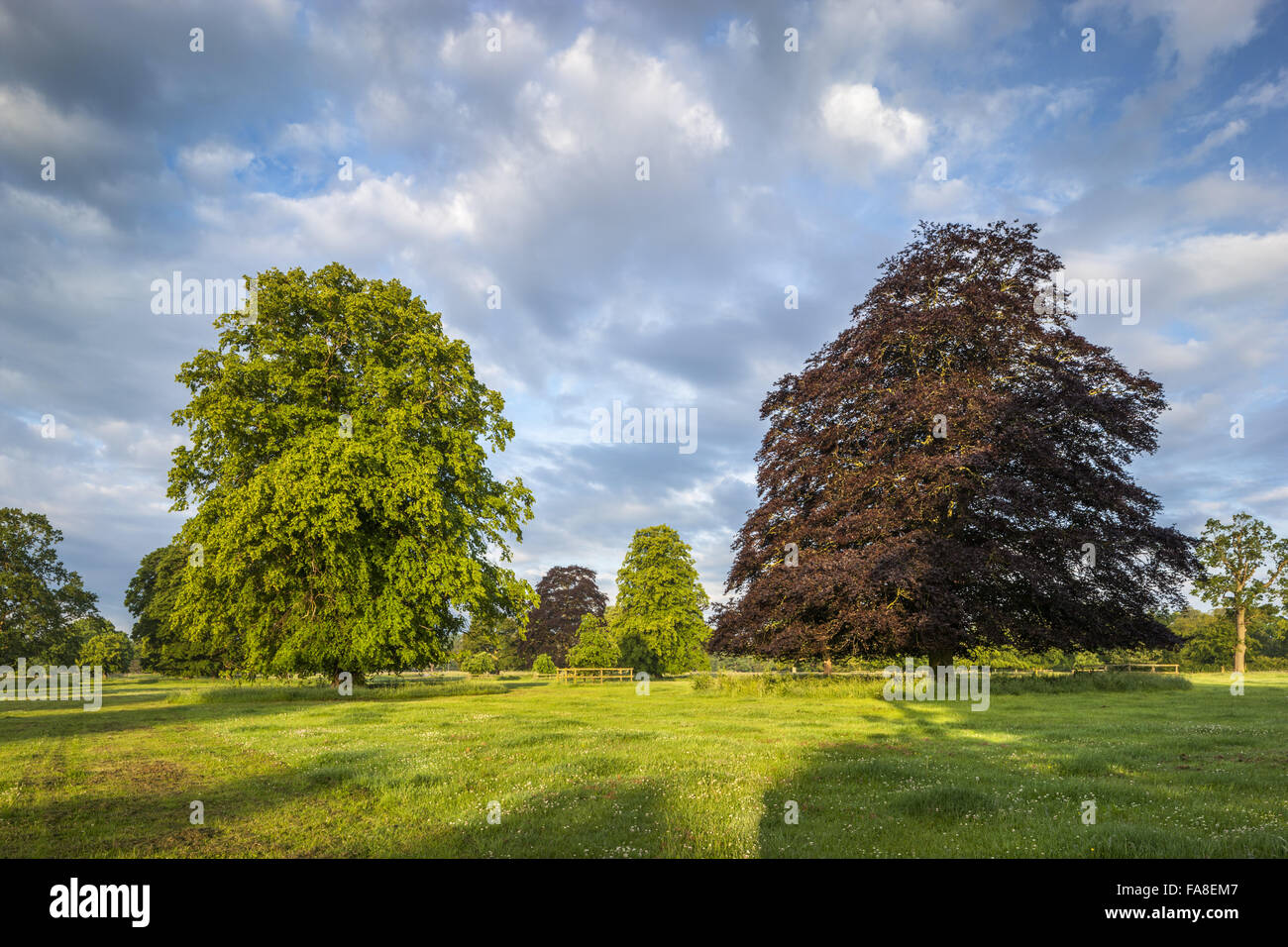 Bäume in der Parklandschaft im Juni auf der Shugborough Estate, Staffordshire. Stockfoto