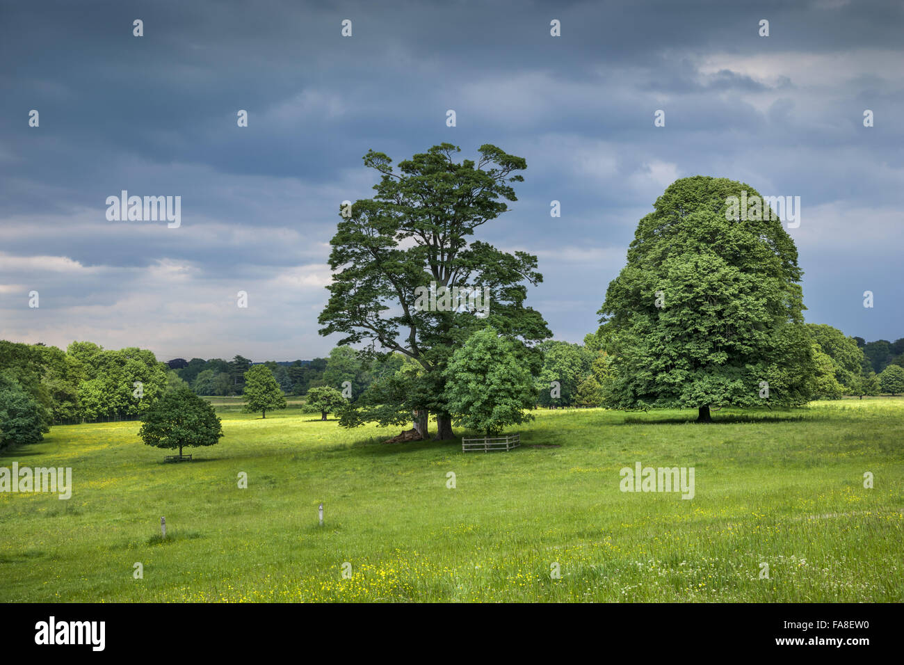 Bäume in der Parklandschaft im Juni auf der Shugborough Estate, Staffordshire. Stockfoto