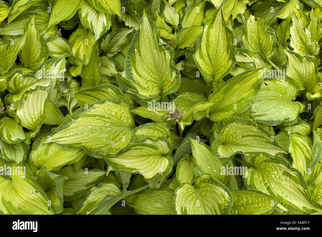 Hosta fährt im Juni um Hare Hill, Cheshire. Stockfoto