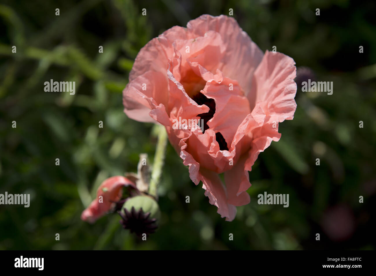 Mohn im Garten am Bodysgallen Hall Hotel, Restaurant und Spa, Llandudno, Conwy, Wales. Stockfoto