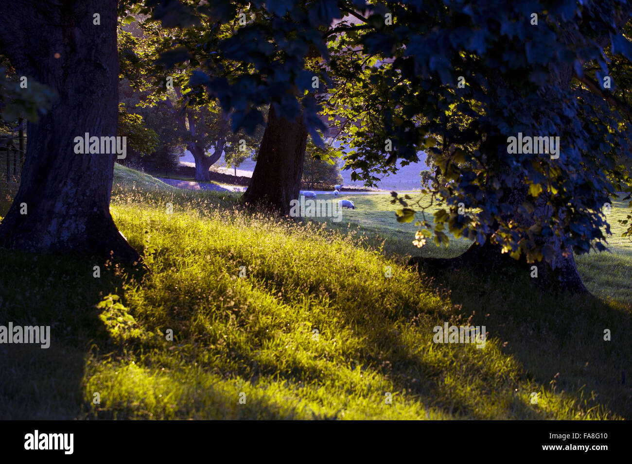 Schafe in der Parklandschaft am Bodysgallen Hall Hotel, Restaurant und Spa, Llandudno, Conwy, Wales. Stockfoto