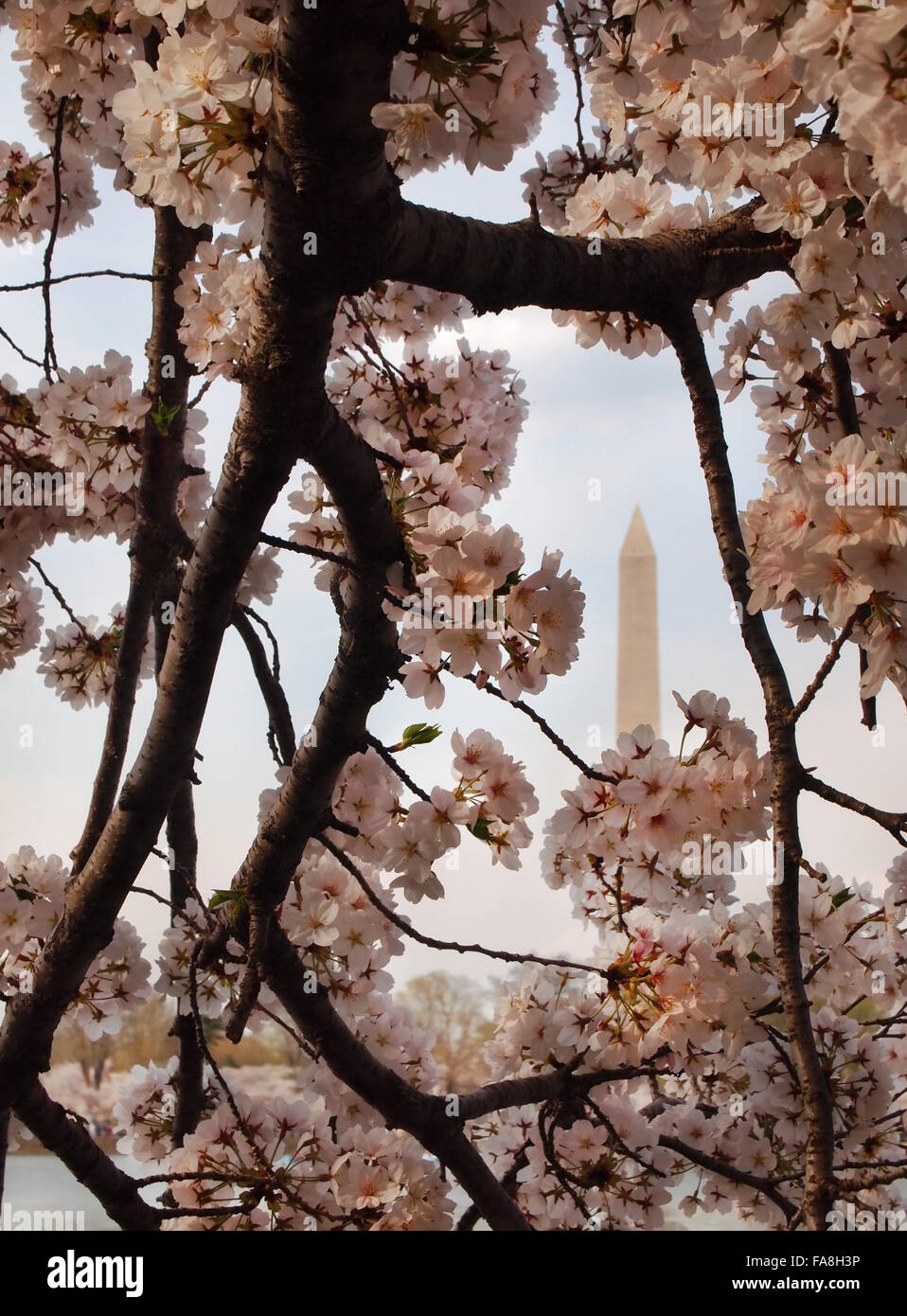 Das Washington Monument in Washington, D.C., USA, ist durch einen Rahmen Kirschblüten an einem Frühlingstag betrachtet. Stockfoto