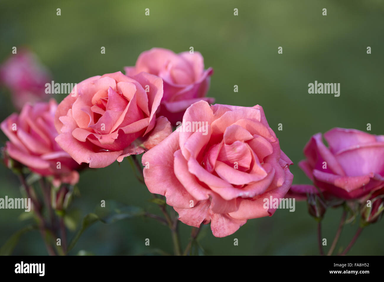 Rosa Rosen im Garten im September im Ardress House, County Armagh. Stockfoto