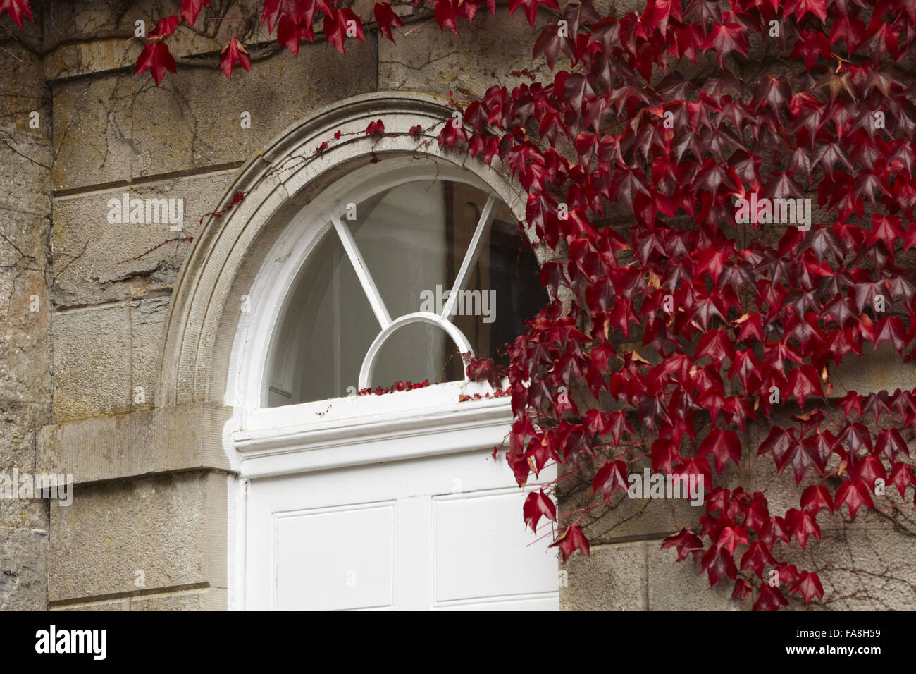 Schlingpflanze neben der Veranda Tür und Oberlicht auf die Ostfassade in The Argory, County Armagh. Stockfoto