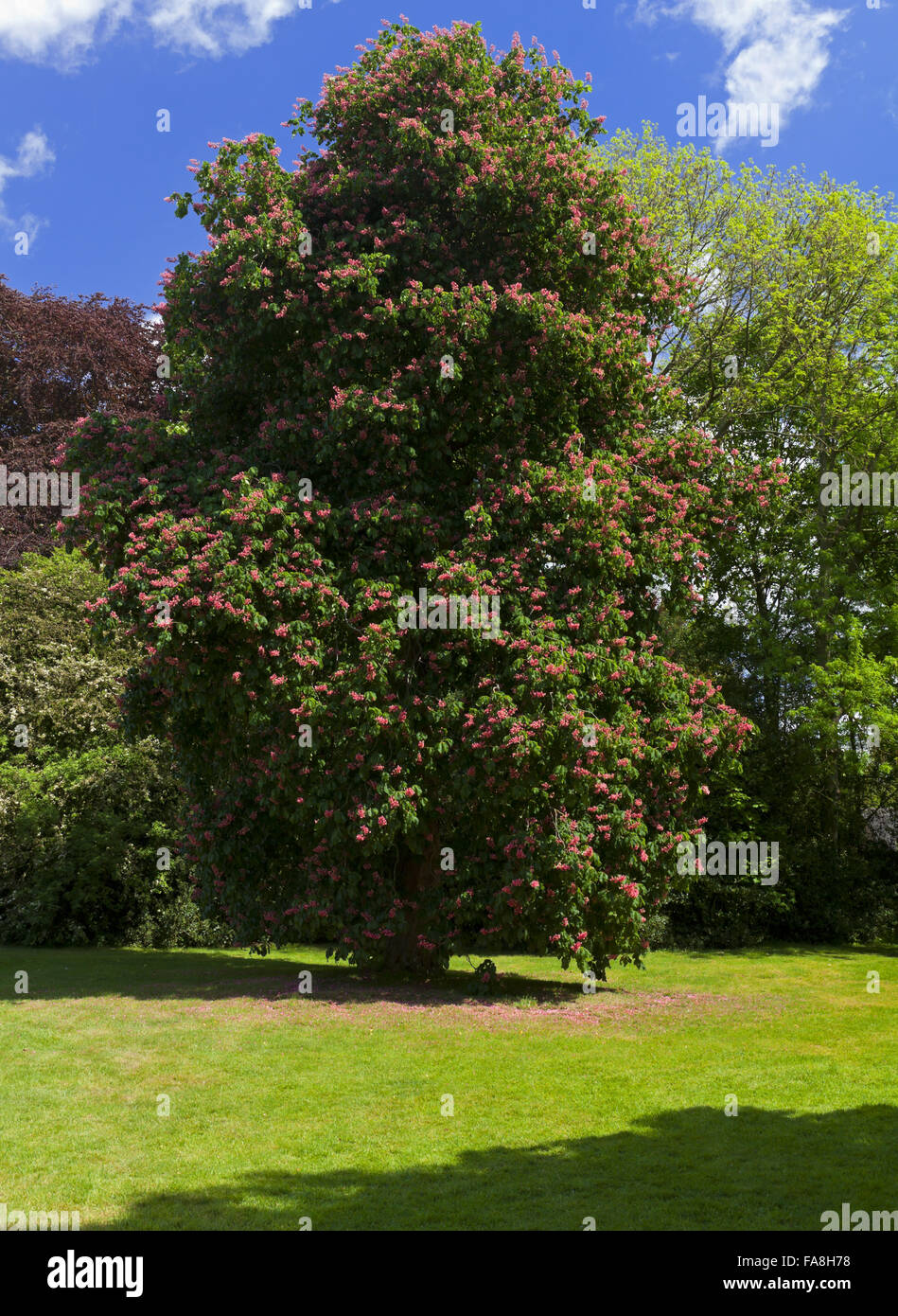 Rote Rosskastanie Baum, Aesculus × Carnea, im Garten in Sudbury Hall, Derbyshire. Stockfoto