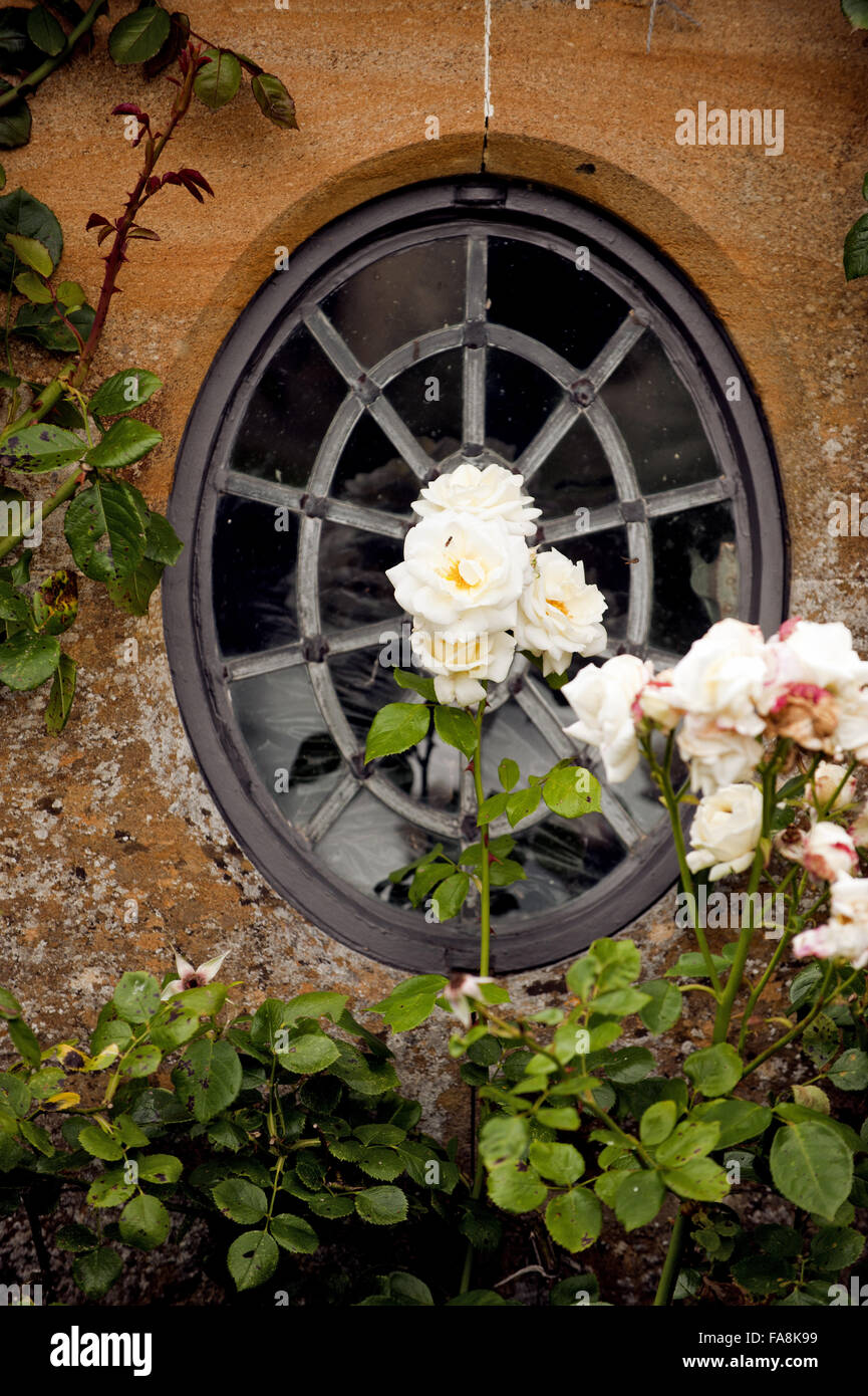 Rosen im August gegen eine verbleite Fenster in der Wand Barrington Court, Somerset. Stockfoto