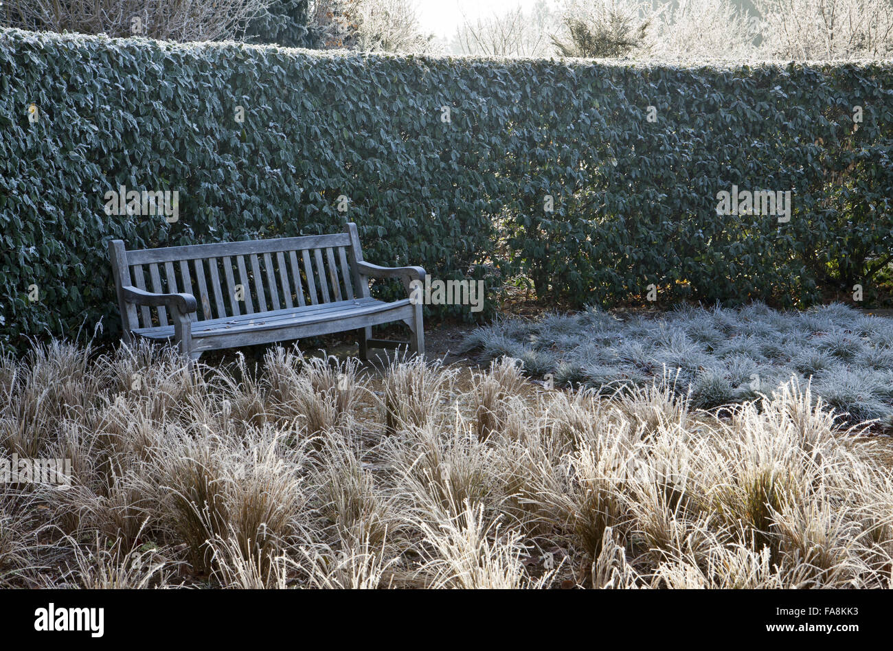 Elaeagnus Macrophylla Hecke im Dezember in Anglesey Abbey, Cambridgeshire, mit Stipa Arundinacea, Holzbank und Festuca glauca Stockfoto