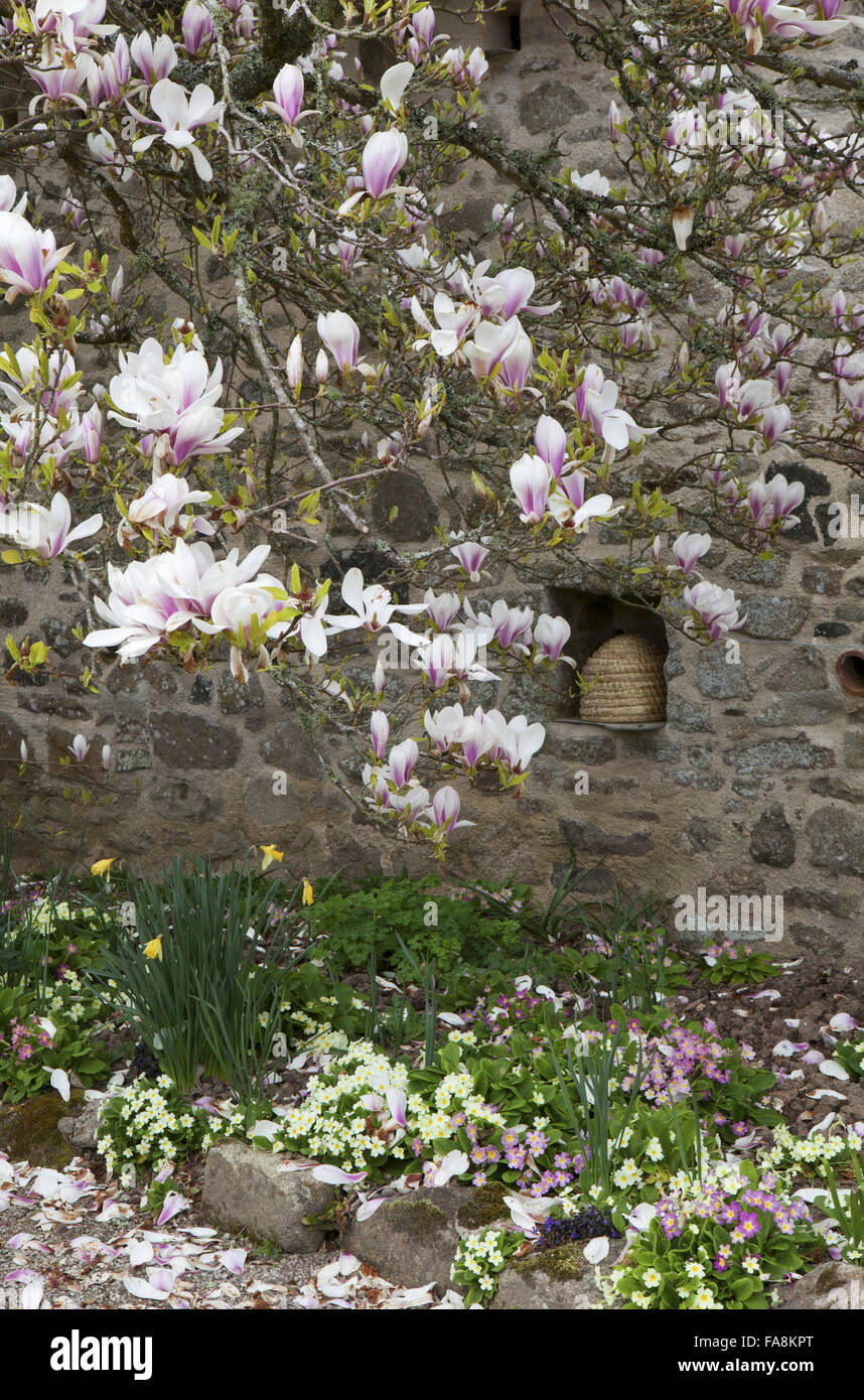 Magnolie in ummauerten Garten mit Biene Boles in der Wand im Frühjahr bei Godolphin, Cornwall. Stockfoto