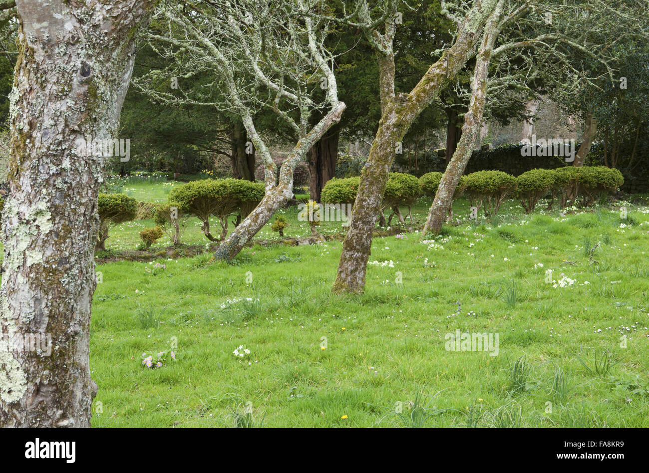 Alten Obstgarten mit Primeln und Cloud-beschnitten-Box Absicherung im Frühjahr bei Godolphin, Cornwall. Stockfoto