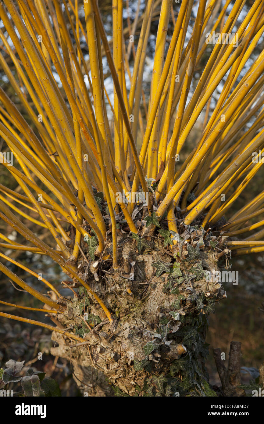 Gekappte Salix Alba var. Vitellina in The Winter Walk in Anglesey Abbey in Cambridgeshire. Stockfoto