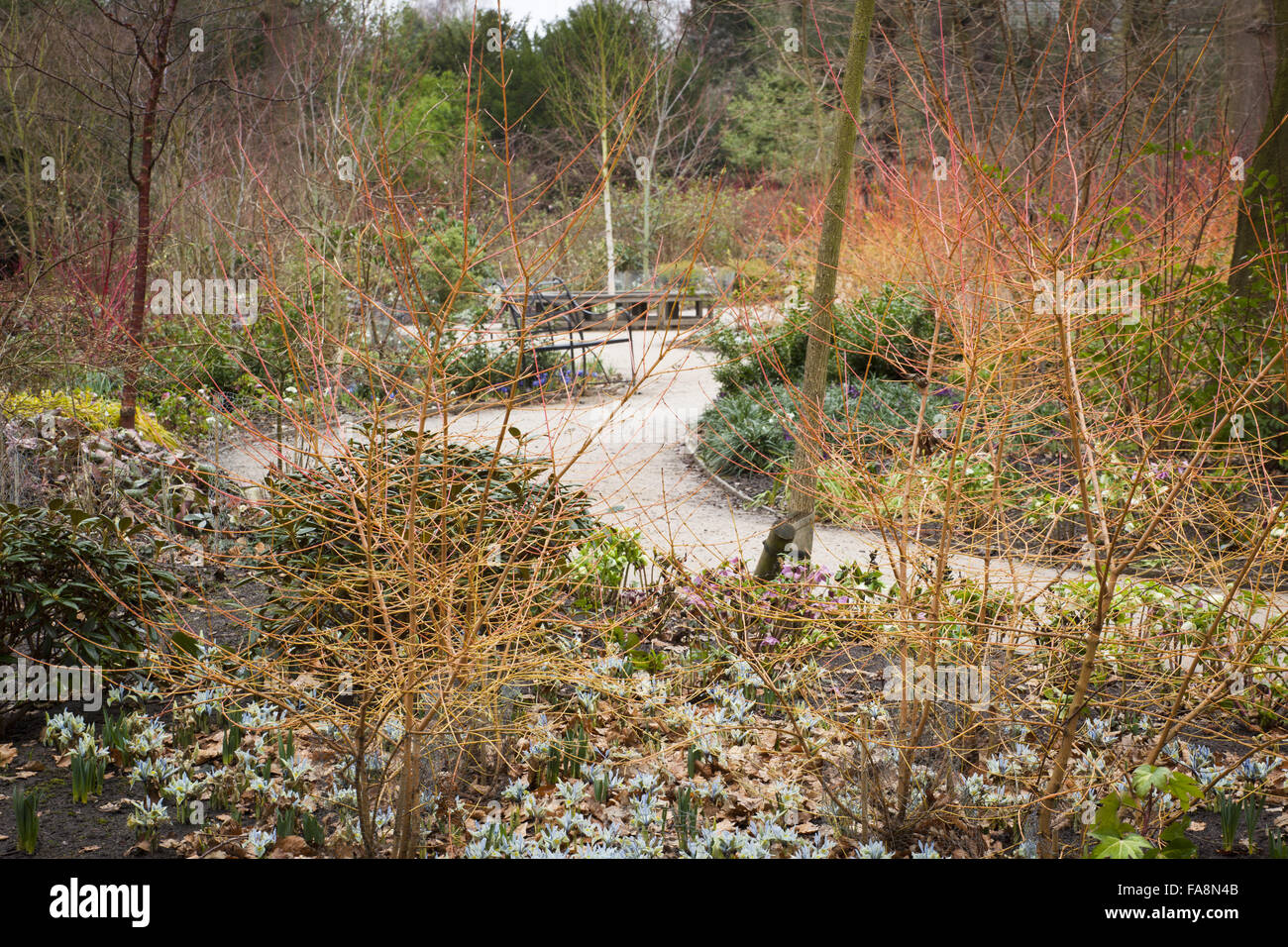 Der Wintergarten im Dunham Massey, Cheshire. Iris 'Katharine Hodgkin' (Reticulata), sanguineaund Cornus 'Midwinter Fire' und Prunus Serrula var. Tibetica beinhaltet Pflanzung Stockfoto