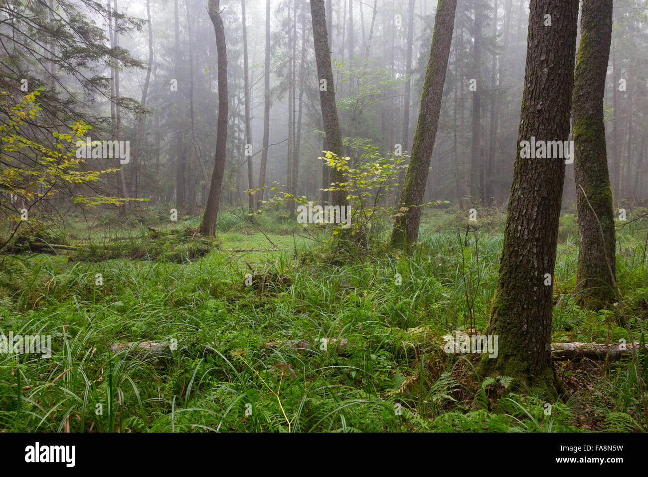 Herbstliche Laub Stand mit Freifläche in Nebel, Białowieża Wald, Polen, Europa Stockfoto