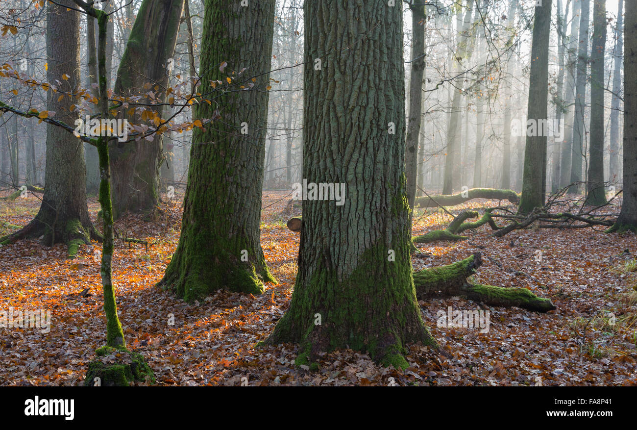 Herbstlicher Morgen im Wald mit Nebel und Erle Bäume, Wald von Białowieża, Polen, Europa Stockfoto