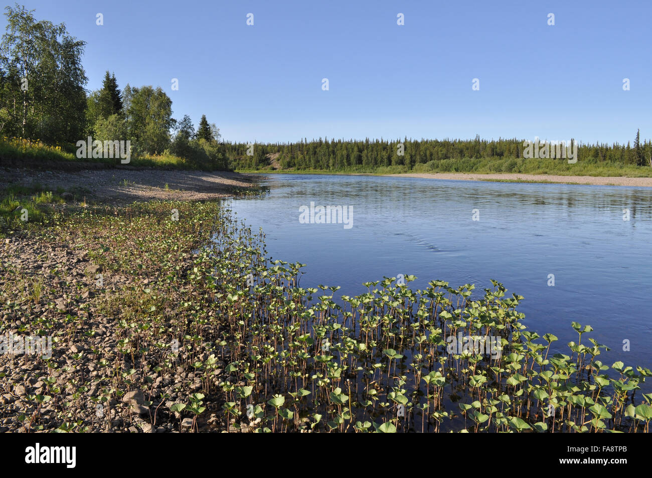Der Kiesstrand des Flusses. Taiga Fluss Paga, Russland, Polar Ural. Stockfoto