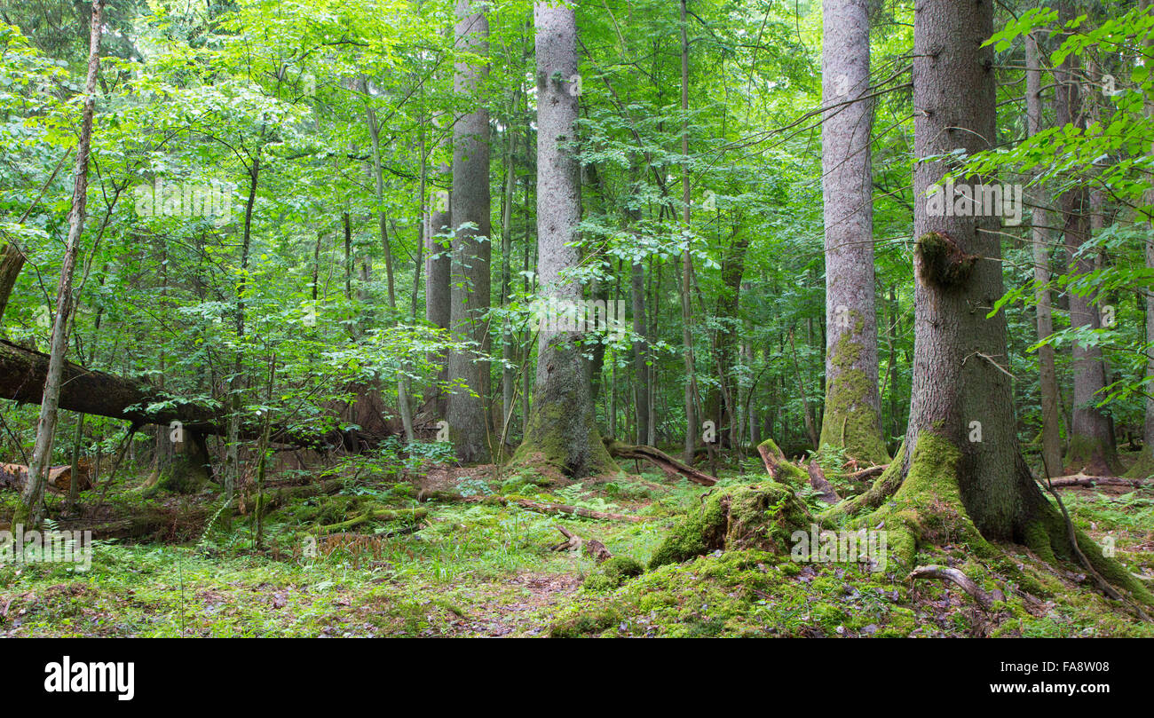 Gruppe von alten Fichten im Laub Stand von Białowieża Wald, Polen, Europa Stockfoto