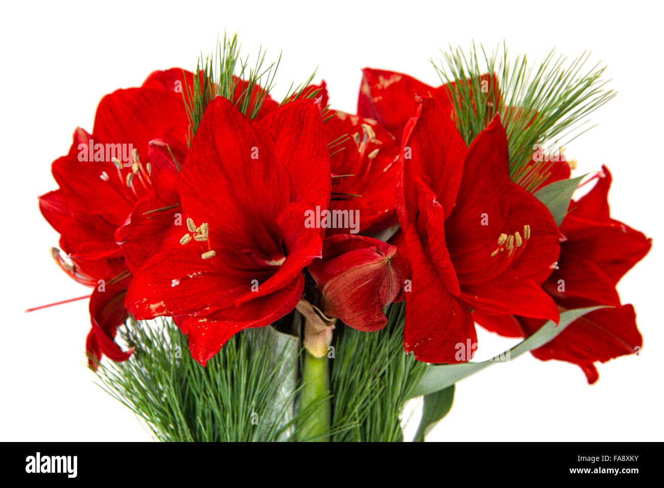 Amaryllis-Blüten. Rote Blumen Weihnachtsstrauß isoliert auf weißem Hintergrund Stockfoto