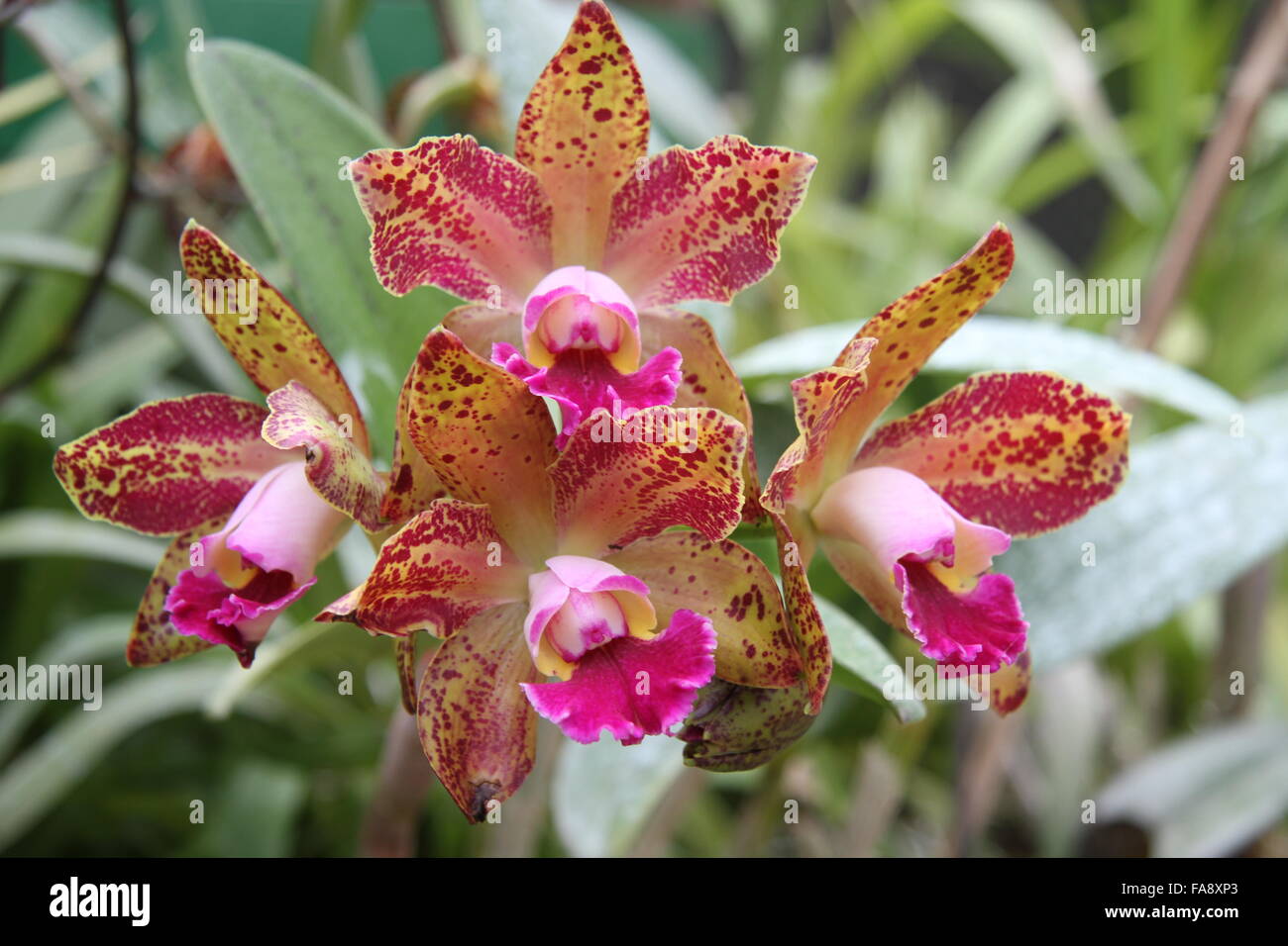 Orchidee blüht Stockfoto