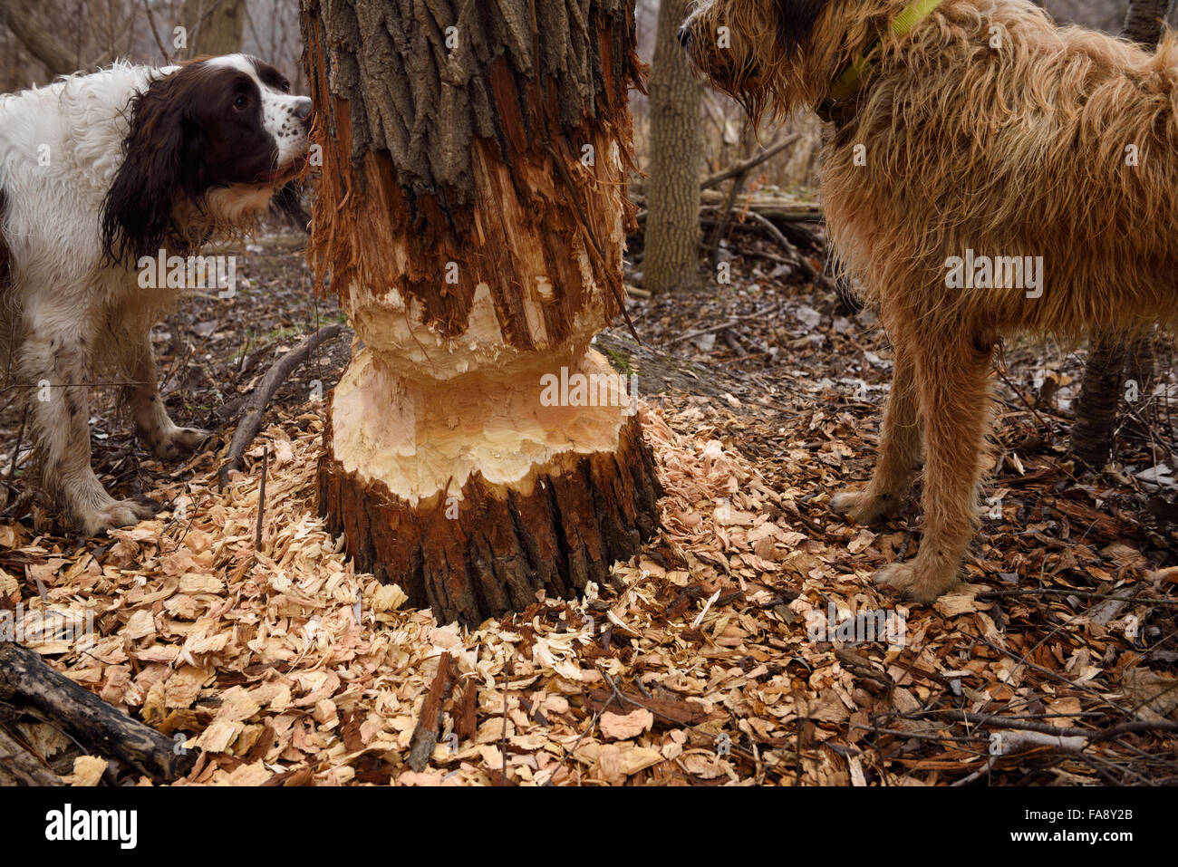 Hunde schnüffeln frische Biber Schäden am Stamm einer großen geringelt Weide Stockfoto