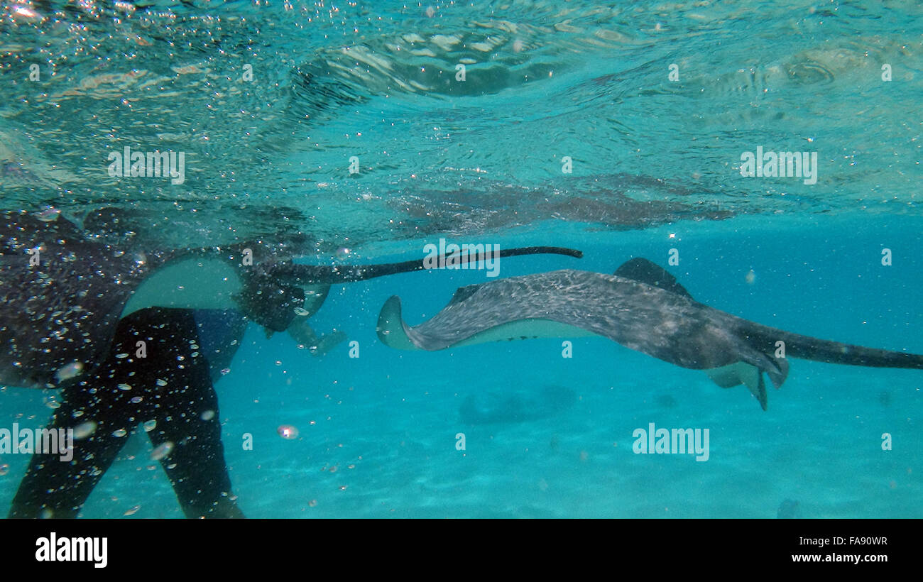 Schwimmen mit freundlichen Stachelrochen in Moorea, Französisch-Polynesien. Stockfoto