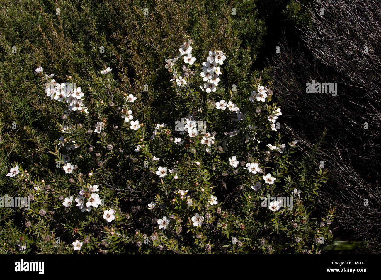 In trockenen Regionen von Neuseeland Manuka Busch wächst Leptospermum Scoparium. Die einheimische Pflanze ist die Quelle für Honig. Stockfoto