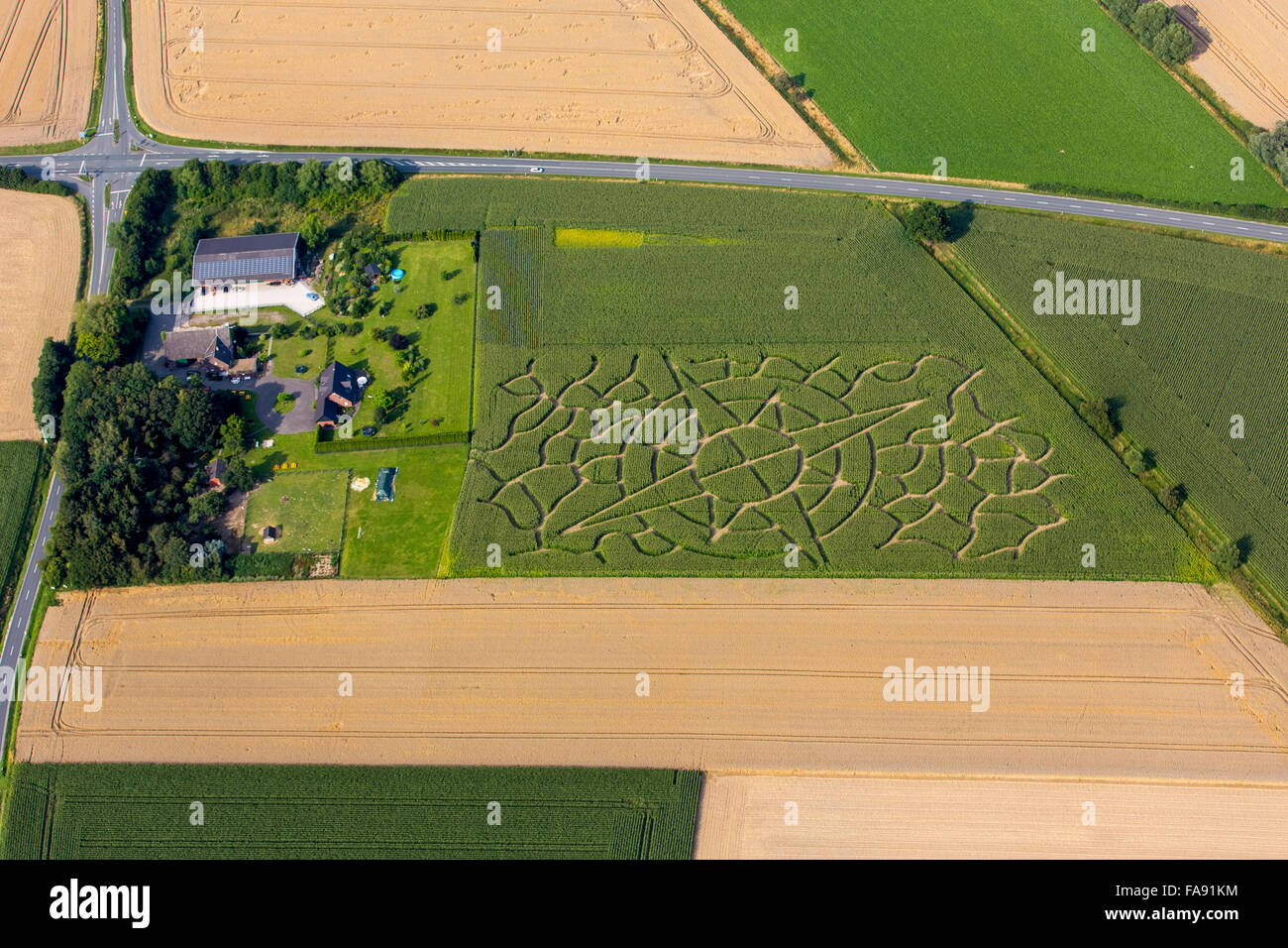 Maislabyrinth in Form von einem Kompass rose, Mais Kunst, Labyrinth, Gemüse auf dem Bauernhof Eickhoff in Soest, Soest, Bad Sassendorf, Soest Börde, Stockfoto