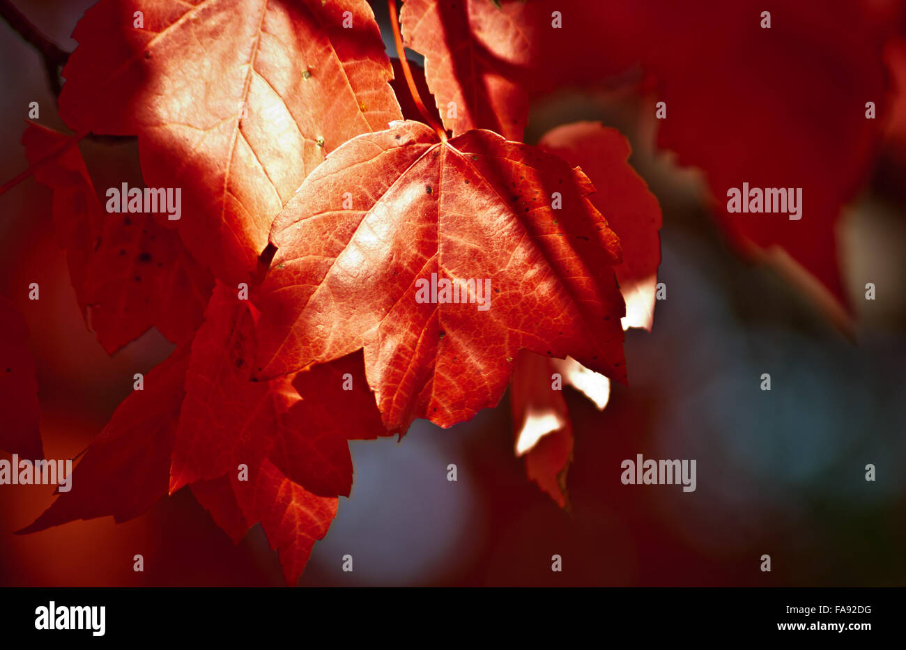 Der Herbst kommt und eine rote Blatt-Geschichte.   Ein Ahornbaum erzählt sein Laub, ist es Zeit zu gehen. Stockfoto