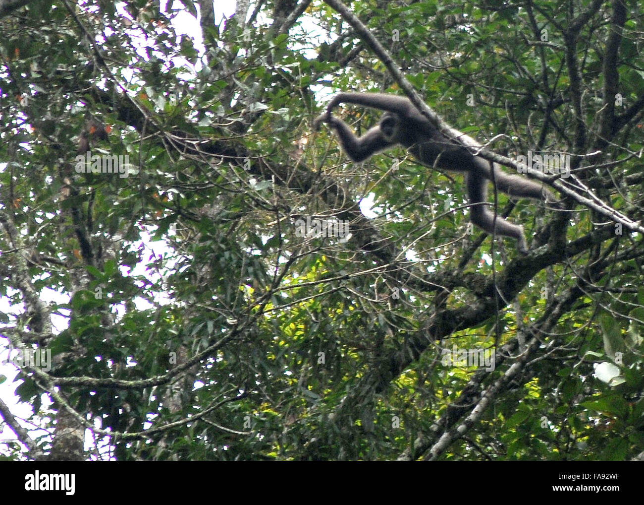 23. Dezember 2015 - Klettern seltene Javan Gibbon (Hylobatus Molloch) auf dem Baum der Gede Pangrango Mountain Nationalpark in Sukabumi, West-Java, Indonesien. 21. Dezember 2016. Javan Gibbon ist endemische Arten im westlichen Teil von Java bekannt. © Jeff Widder/ZUMA Draht/Alamy Live-Nachrichten Stockfoto