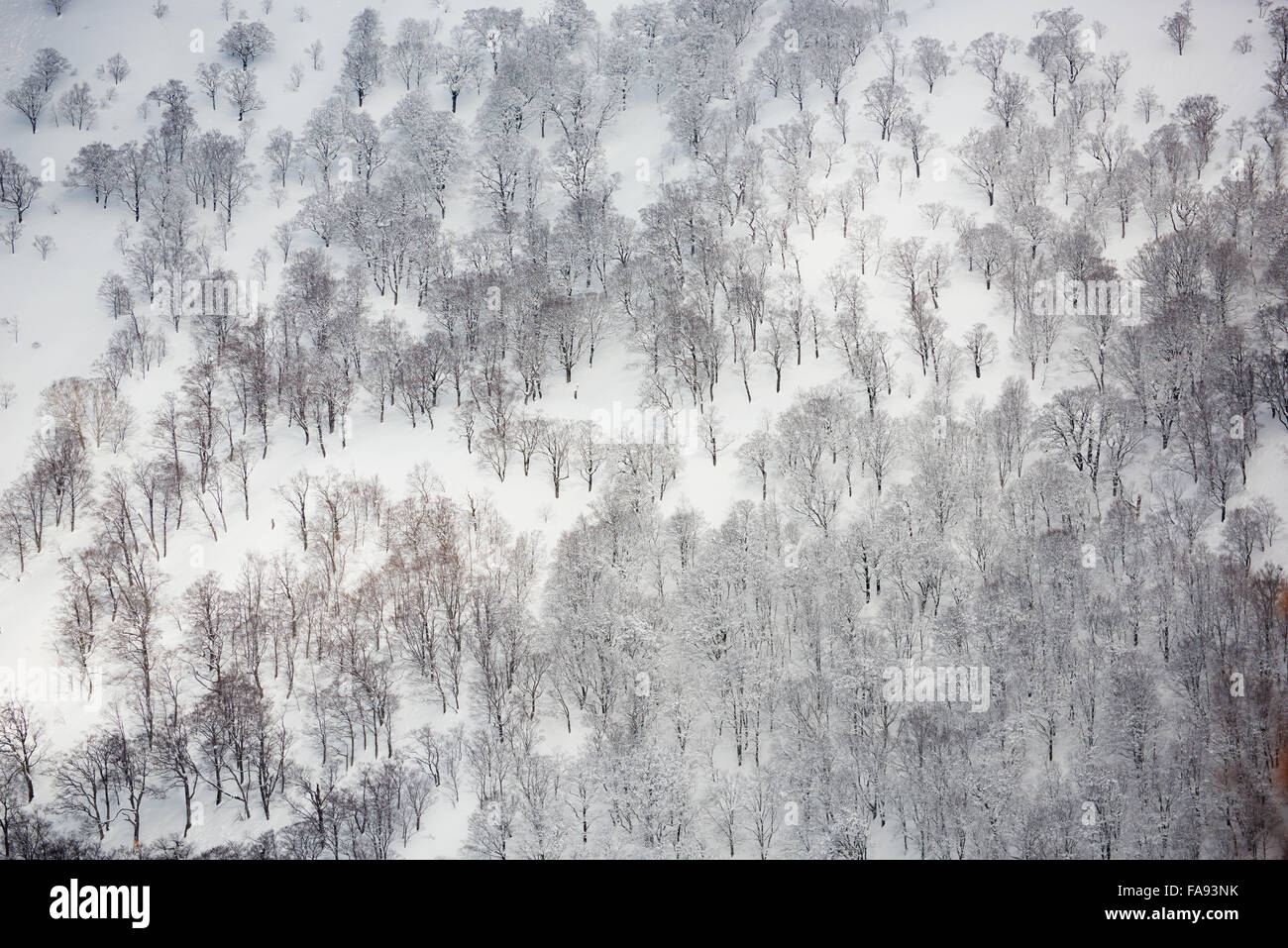 Bäume fallen im Schnee, Präfektur Gifu, Japan Stockfoto