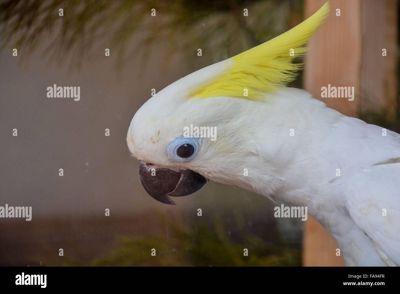 Tropischer Vogel Papagei Stockfoto