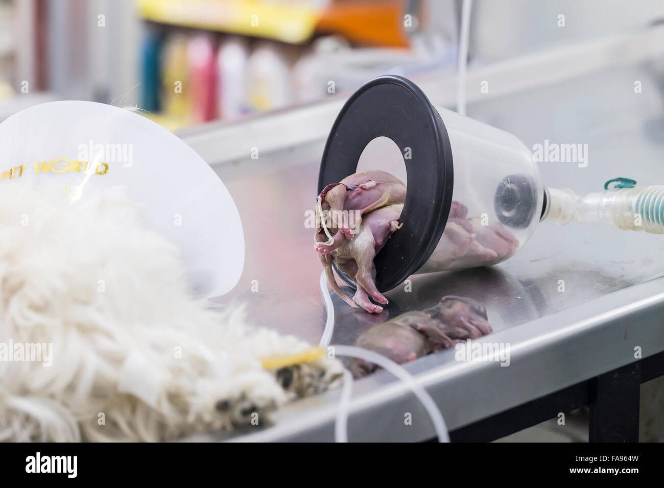 Hund das Bewusstsein verlieren nach Kaiserschnitt mit gerade geborenen  Welpen am OP-Tisch in tierärztliche Klinik Stockfotografie - Alamy